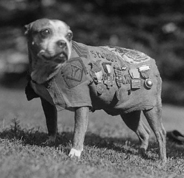 Sergeant Stubby: A Military Doggo