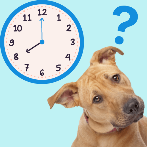 How Do Dogs Tell Time?